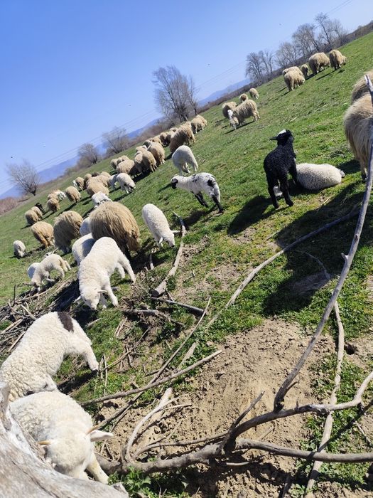 Vând 60 de oi cu miei și gestante