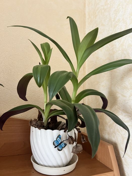 Традесканция цветок