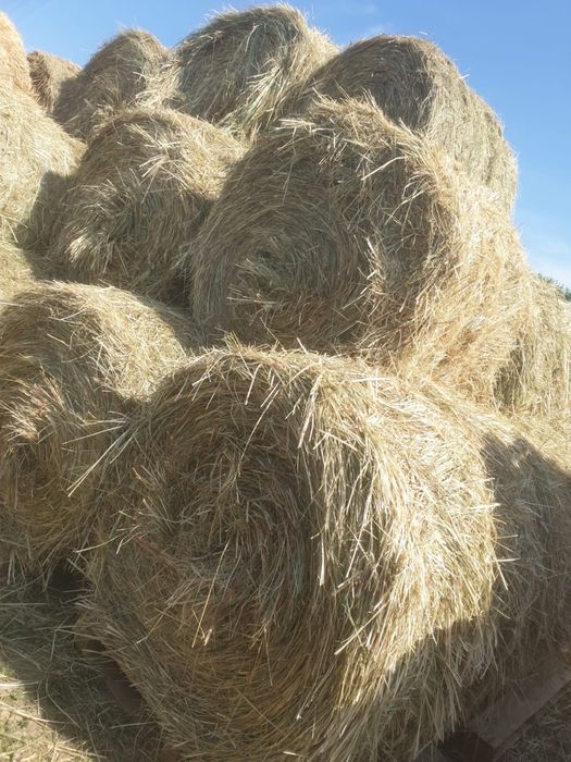 Baloti rotunzi fan 120x120