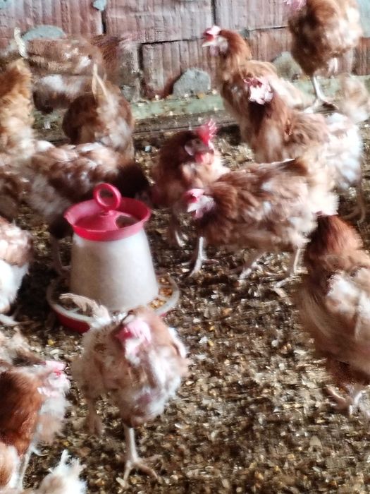 Gaini rasa ușoară de ouat