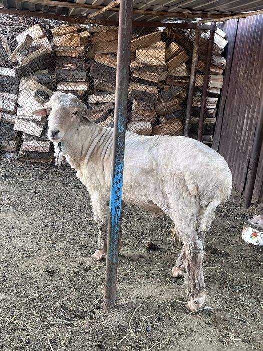 Продам баранов