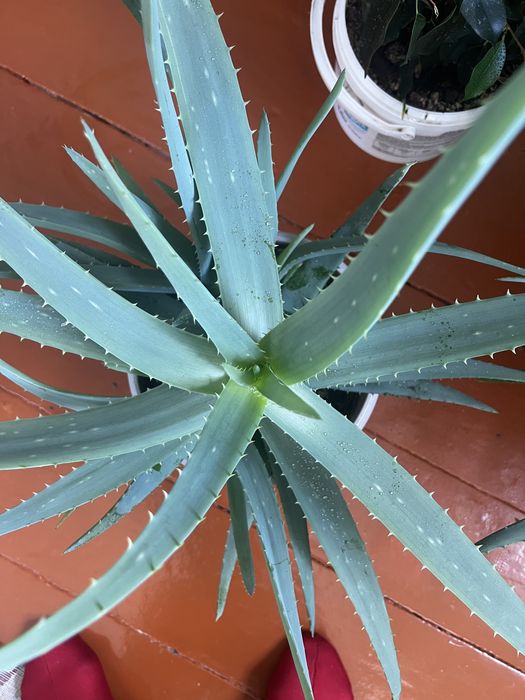 Продам цветок алоэ