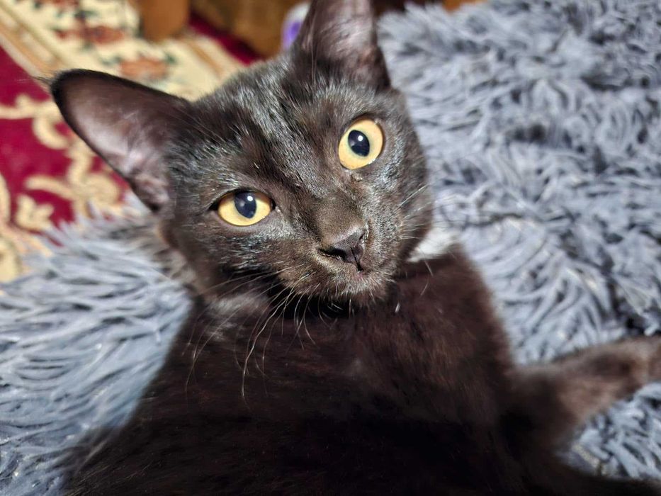 Бесплатно дарим котят