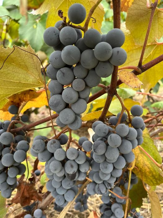 Producator, vand struguri capsunica + fraga alba