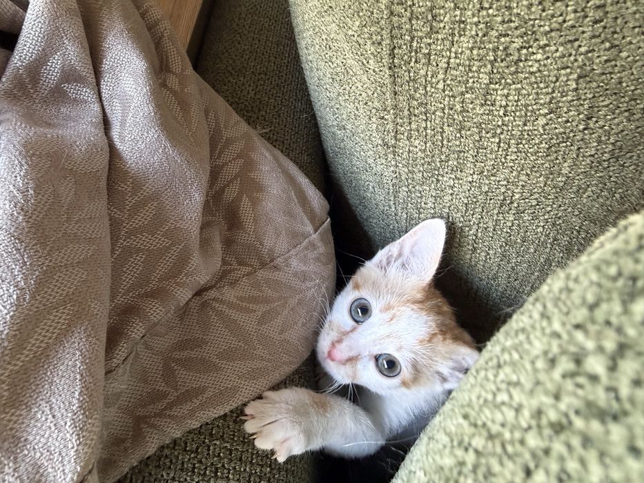 Малко мъжко коте