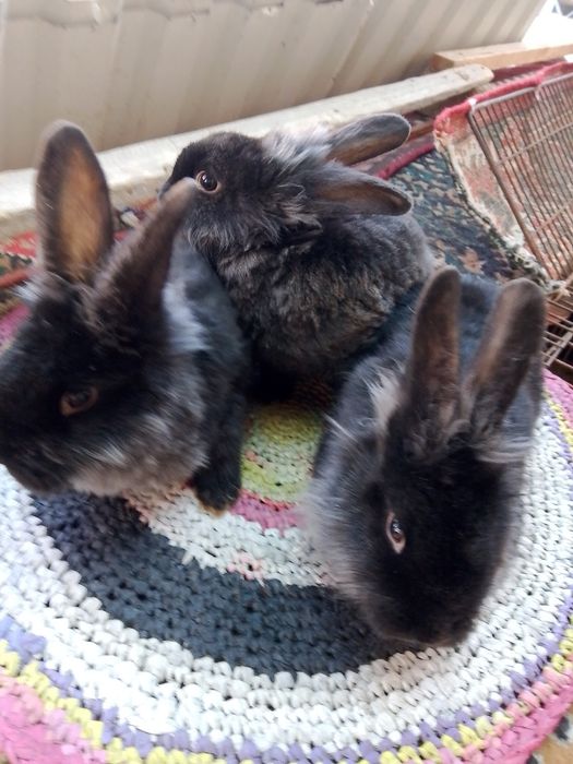 Quyon sotiladi zotli karlik