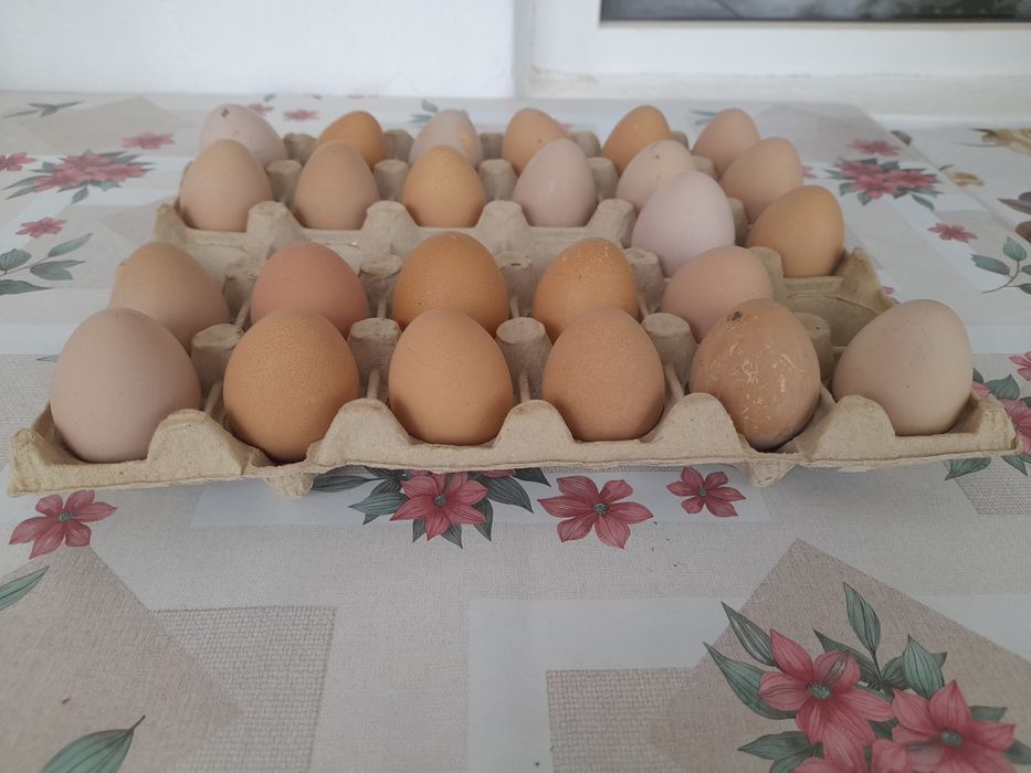 Vând ouă de bibilică