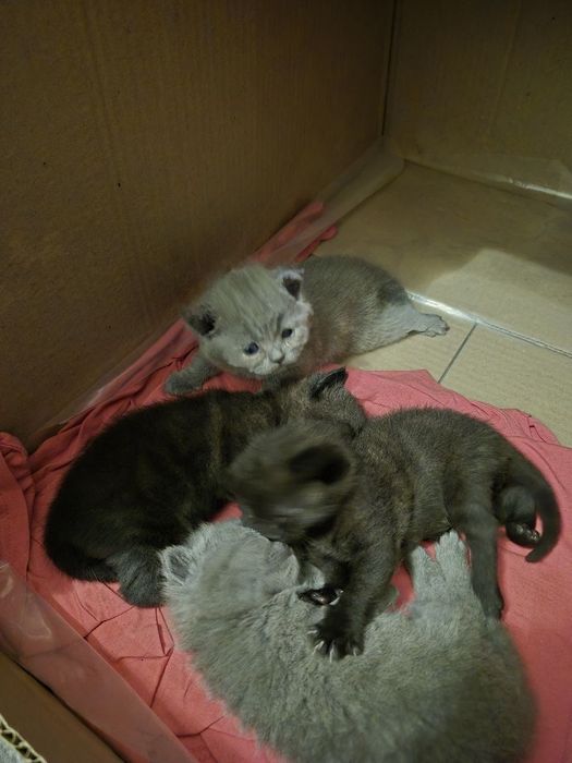Продаются вислоухие котята.