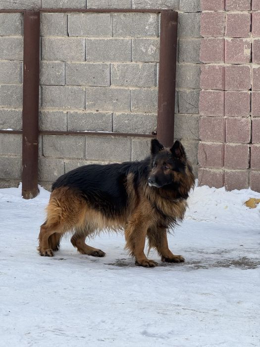 Немецкий овчарка