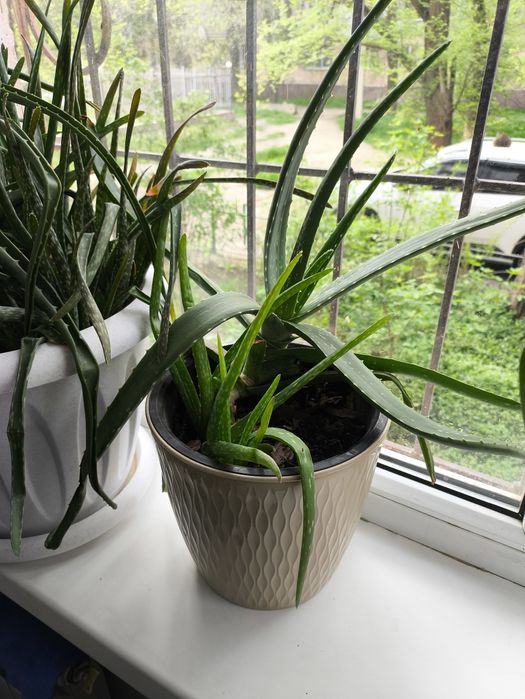 Алоэ лечебный многолетний