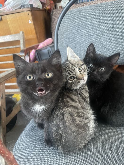 Отдам котят в добрые руки