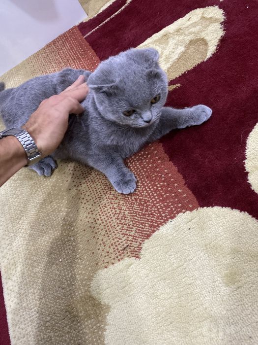 Scottish Fold Cat