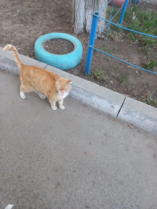 Добрый Рыжий симпатяга кот