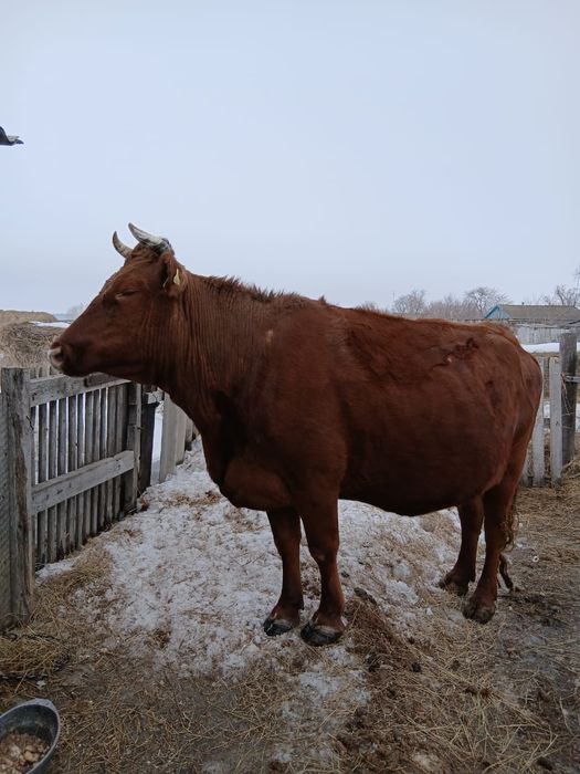 коровы с телятами!