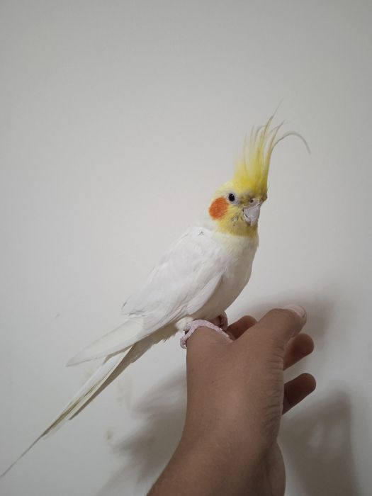 Карелла ручной попугай