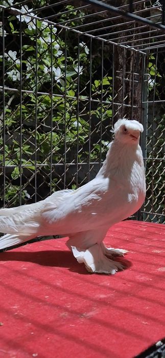 Гулбадам самецццц