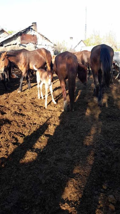 Продам лошадей (кабыла, тай)