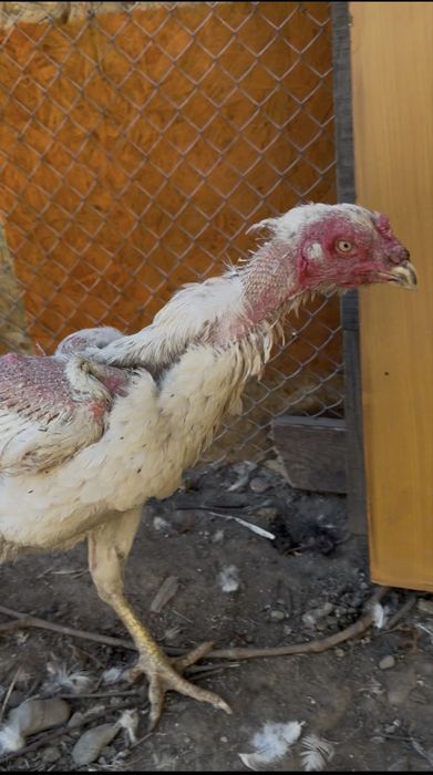 Продам бойцовую птицу