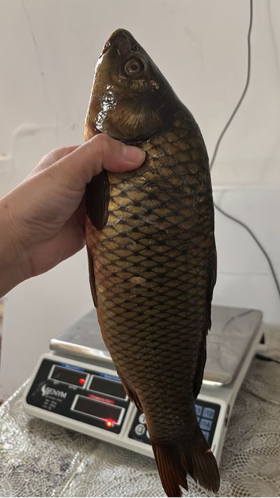 Сазан балық біріңғай ватсапка