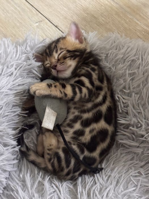 Бенгальские котята