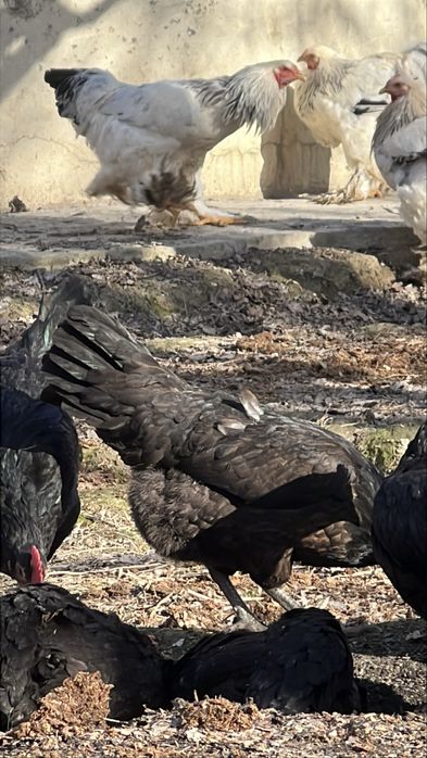 Qora shahzoda tovuq ,juda va xoʻrozlari