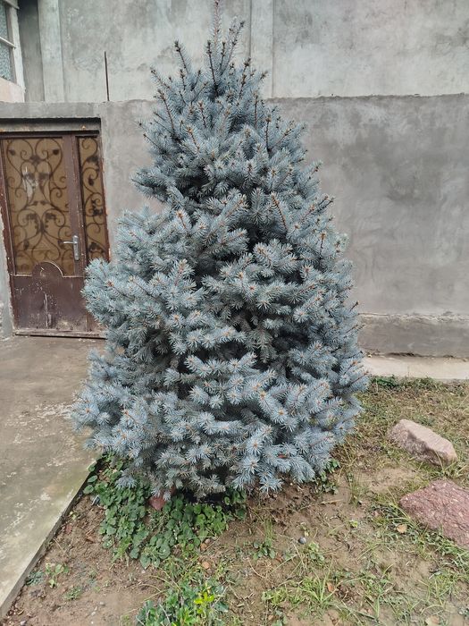 Голубая ель 2.80 мтр