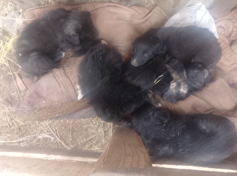 Даром щенята хорошие