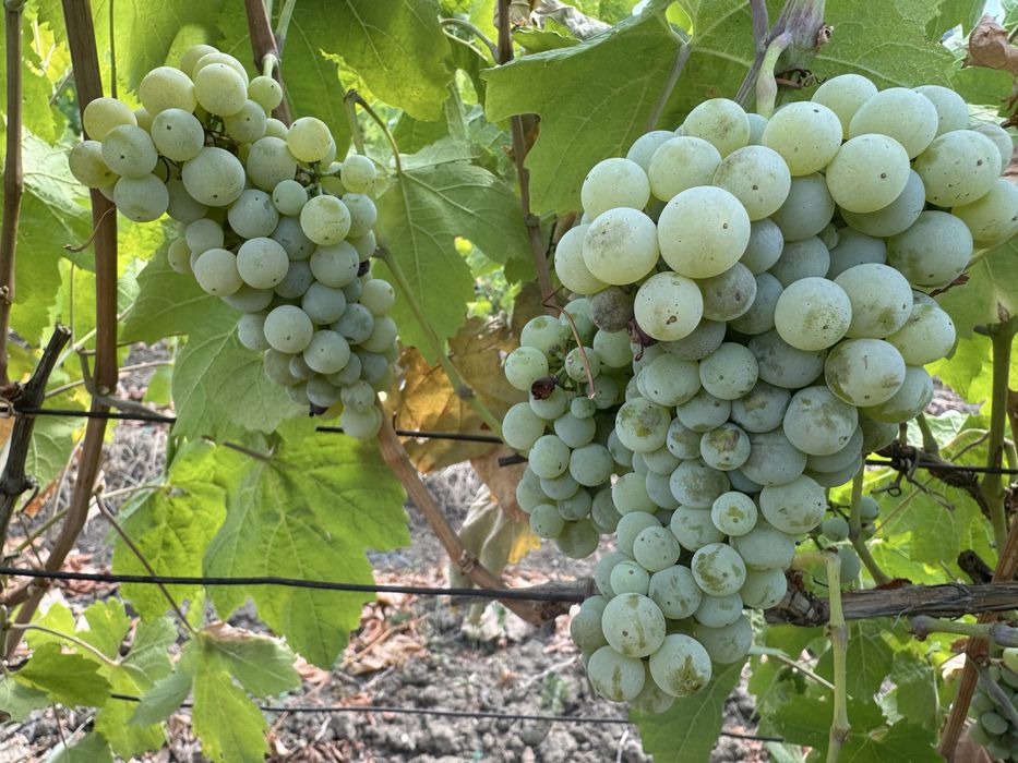 Struguri de masa si de vin