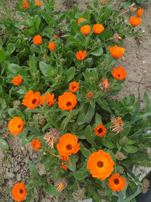 Домашен мехлем от мас и невен