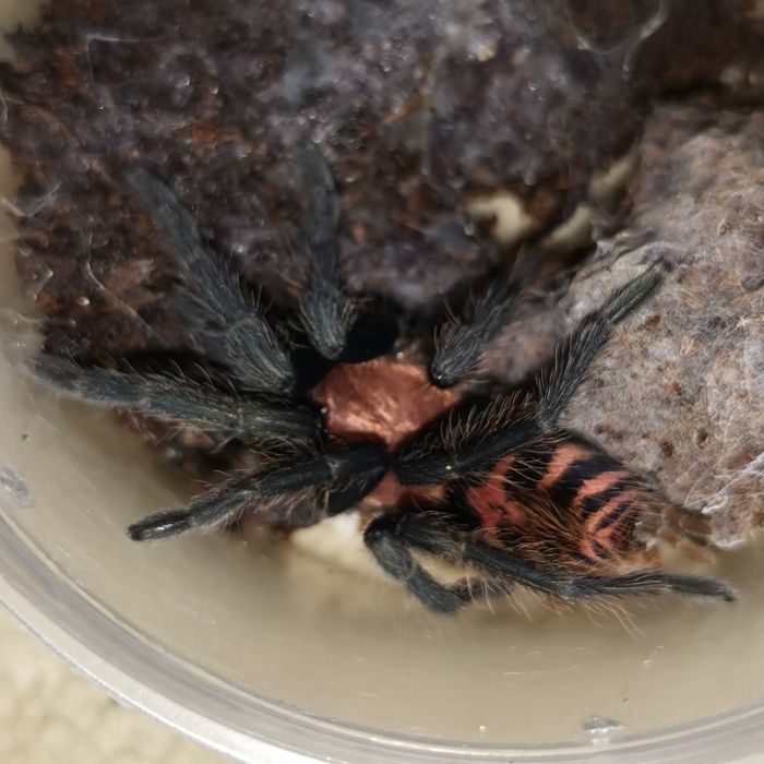 Паук птицеед Davus fasciatus малыш