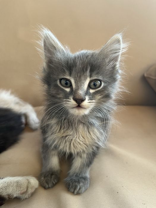 Котята двухмесячные