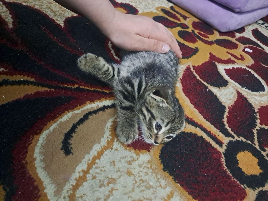 Ayol qinlarining shaxsiy fotosuratlari