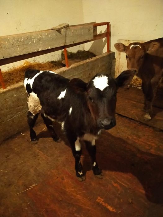 Парода ұрғашы бұзау сатылады