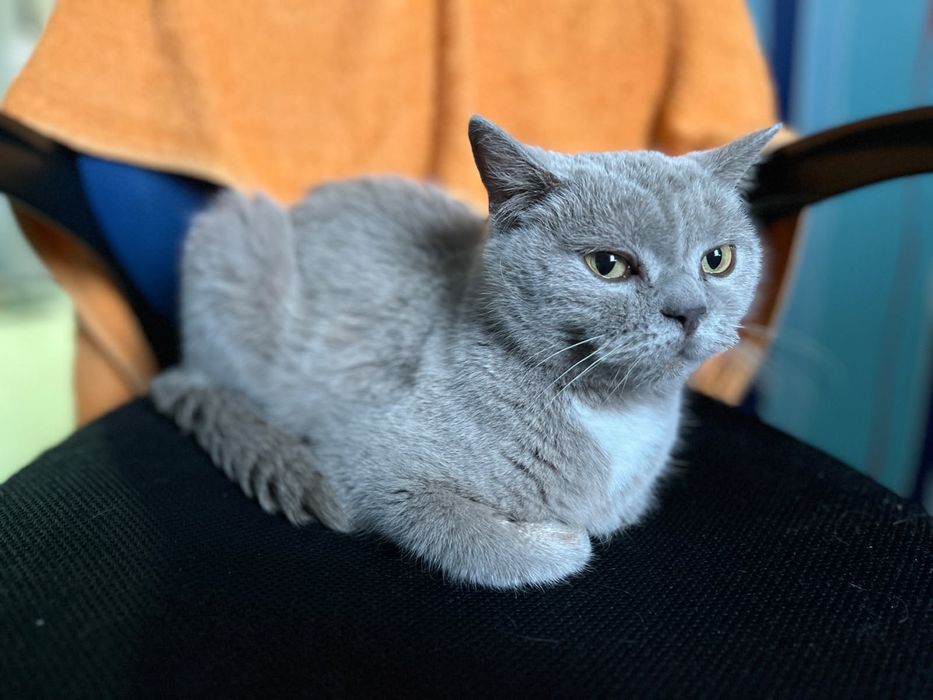 Кошечка по имени Бриташа