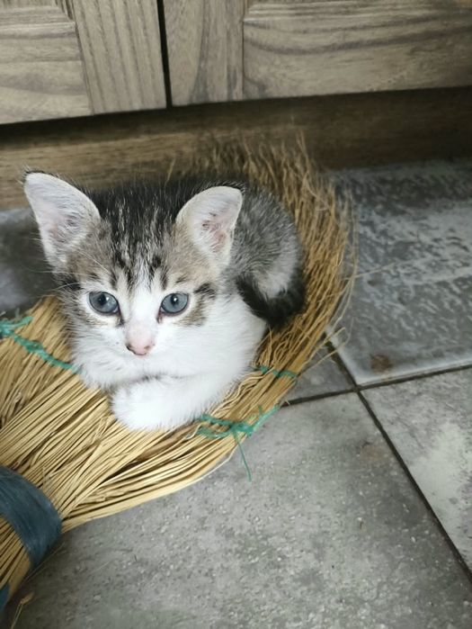 Отдам домашних котят
