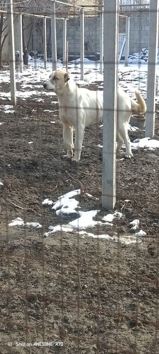 Alabay kuchuk sotiladi