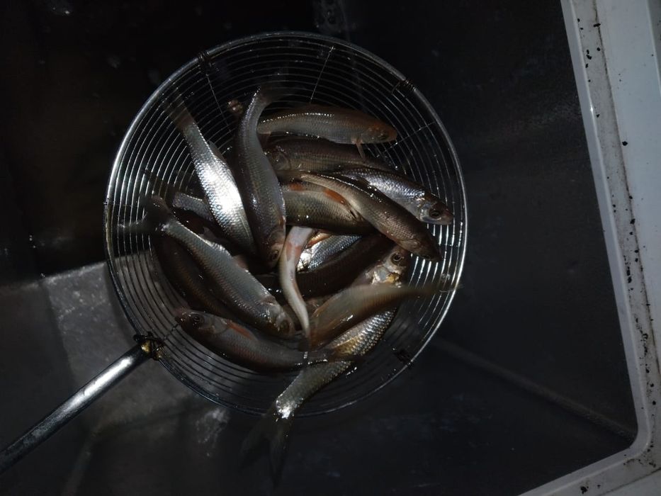 Продам живцов по 120тг