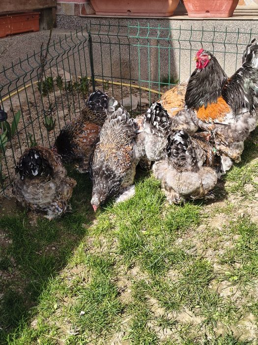 Ouă pentru incubat Brahma Porțelan