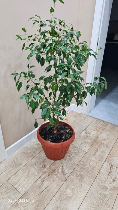 Продам цветы фикус бенжамина