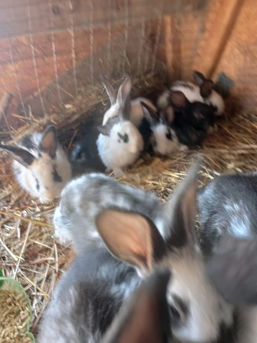 Кролики двух месячные