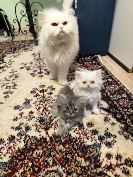Персийски котенца