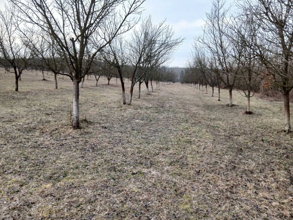 Vând livadă Almașu Mic