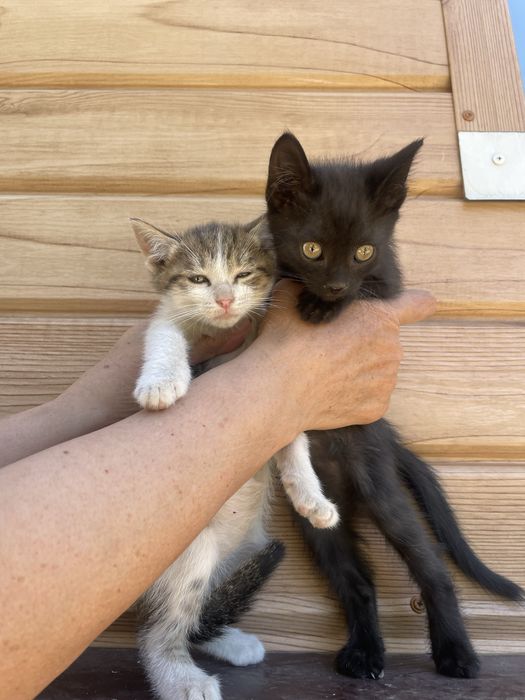 Отдам котят даром