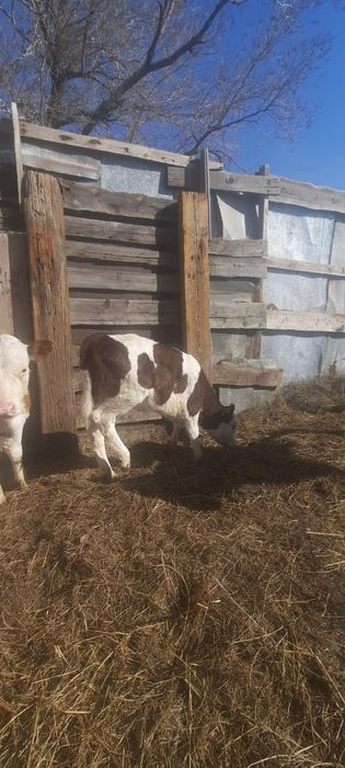 Продам телку 1,5 мес, подсосную