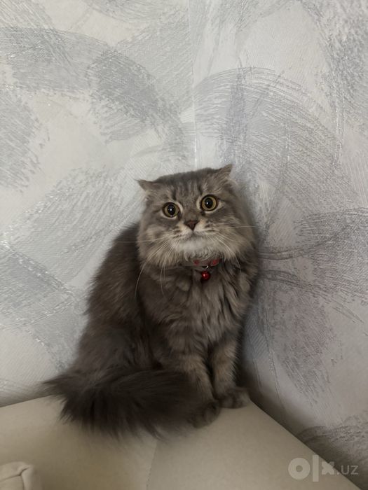 Scottish Fold mehrli qollaga
