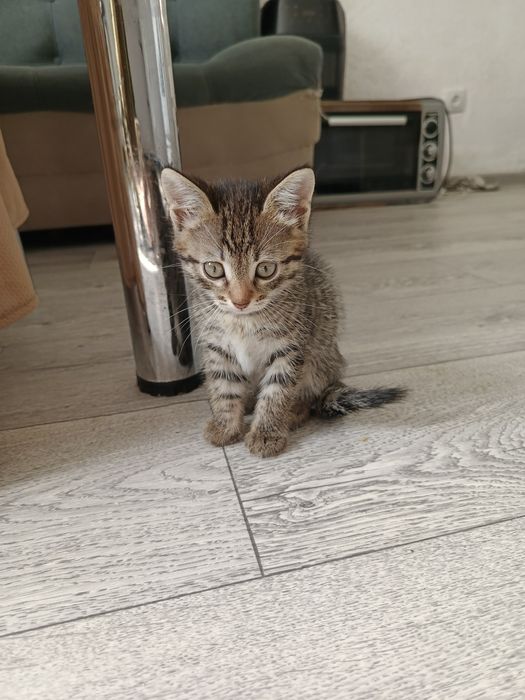 Котята бесплатно