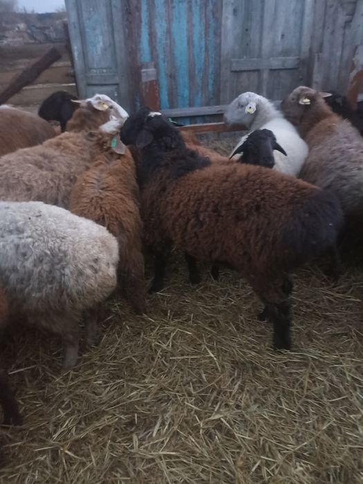 Кошкар Гиссар-Еділбай