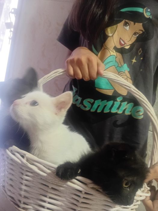 Котята полу шотландские
