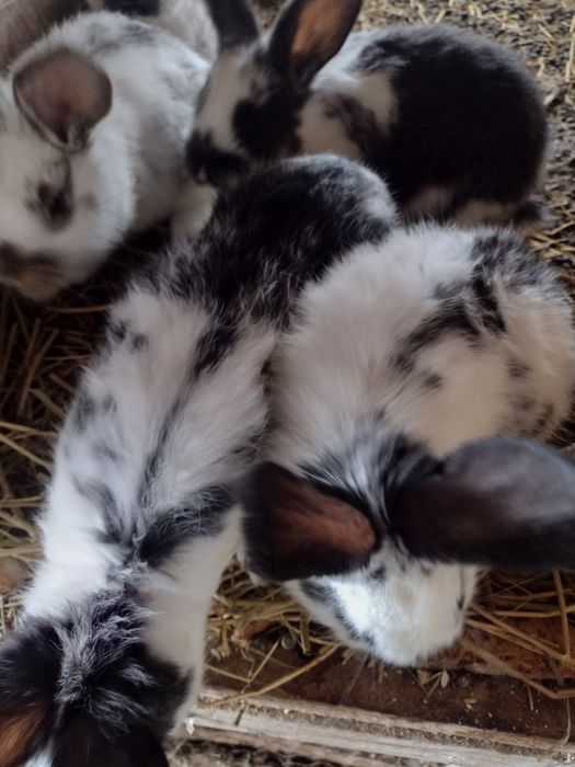 Vând iepurași producție 2025*2026