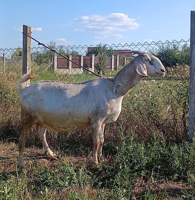 Vand sau Schimb capra Anglo nubiana, tapisor Anglo Nubian si capra Sannen cu 2 iezi !!!